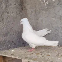 کفتر