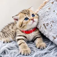 بریتیش گلد کله خرسیny25 ماده