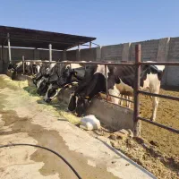 گاو.گوساله تلیسه