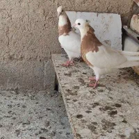 مفلق طوقی پرتقالی
