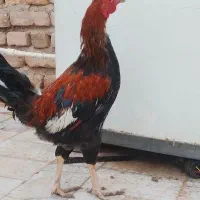 خروس|حیوانات مزرعه|زابل, |دیوار