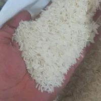 هاشمی کشت دوم فریدونکنار به شرط پخت