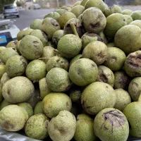 گردو تر