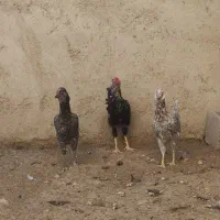 مرغ و خروس گلین