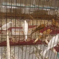 تعداد ۱۰عددجوجه قناری