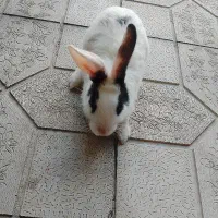 خرگوش