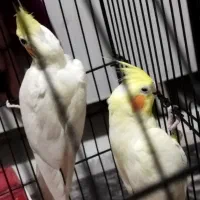 عروس هلندی مولد