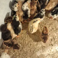 جوجه مرغ محلی وگلین