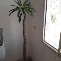 نخل ماداگاسکار  دومتری سالم وسلامت