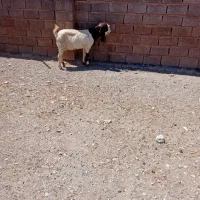 گوسفندچاق