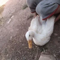 اردک