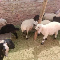 فروش دام زنده گوسفند بز و بزغاله