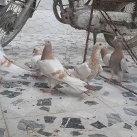 کرم زرد پلاکی