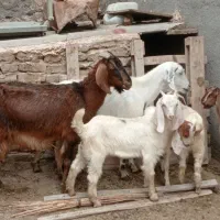 بز .دوبر پاکستانی .گوش بلند .شیرا.میش