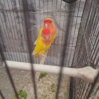 کوتوله برزیلی