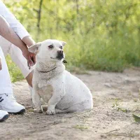 سگ پاکوتاه