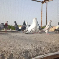 کفتر نرو ماده