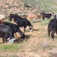بز کهره دار