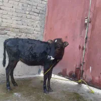 گوساله چاق و چله