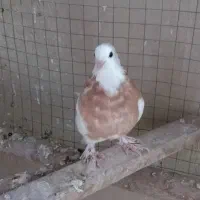 فروش ۸ طوق کبوتر