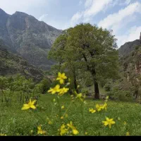 دوربین حرفه ای در حد نو D3300