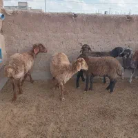 میش هترو قوچ همو