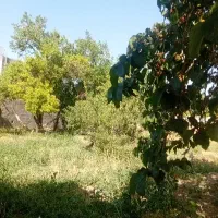 فروش باغ و دامداری