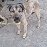 سگ سرابی