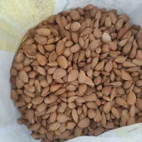 بادام سنگی شیرین