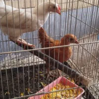جوجه مرغ  بومی فروشی