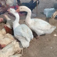 قو غاز