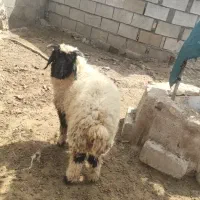 بره  نر * ۶ ماهه جنس عالی**