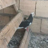 جوجه پرشی شکار ..ماده پلاکی مسافتی