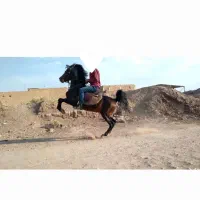 اسب نریون معاوضه باموتور یافروش