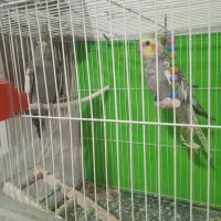 عروس هلندی جفت مولد کارداده