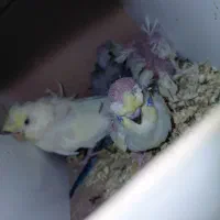 مرغ عشق پروانه ای با جوجه