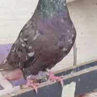 کبوتر دم سفید گم شده