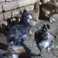 جوجه مرغ و خروس سه ماه نیم گلین لری ...