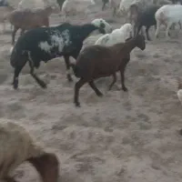 قوچ