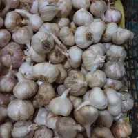 ضایعات سیر زیر سورتی