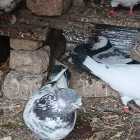 کفتر|پرنده|گرگان, |دیوار