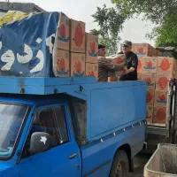 تخم مرغ روز از تولید به مصرف