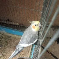 عروس هلندی نر سخنگو و اهلی