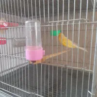 قناری برفکی رسمی بلند گرید aاصلاح نژاددم ۱۱نیم
