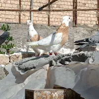 کفتر مفت