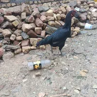 مرغ لاری تاج مهر