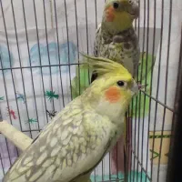 یک جفت عروس هلندی گلباقالی