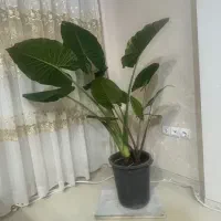 سرخ کن چای ساز
