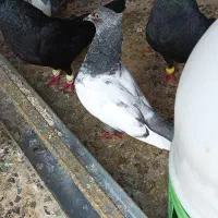 کفتر کبوتر