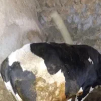 گوشت تازه یه جا مال